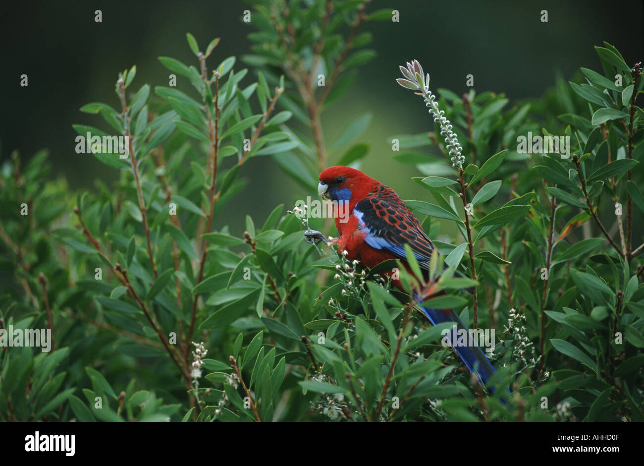 Pennantsittich in Zylinderputzer Baum Victoria Australien Stockfoto