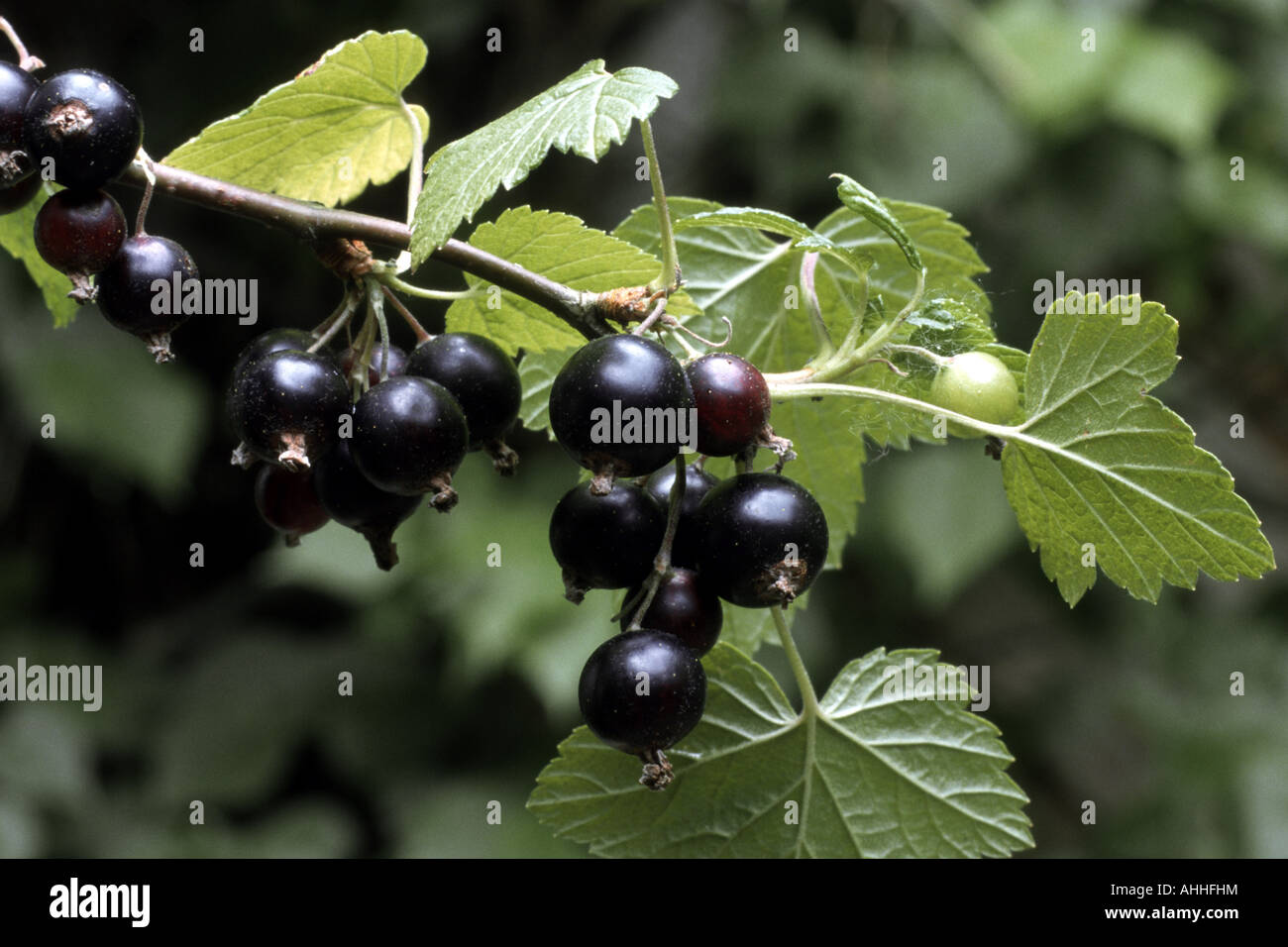 Europäische schwarze Johannisbeere (Ribes Nigrum), Früchte Stockfoto