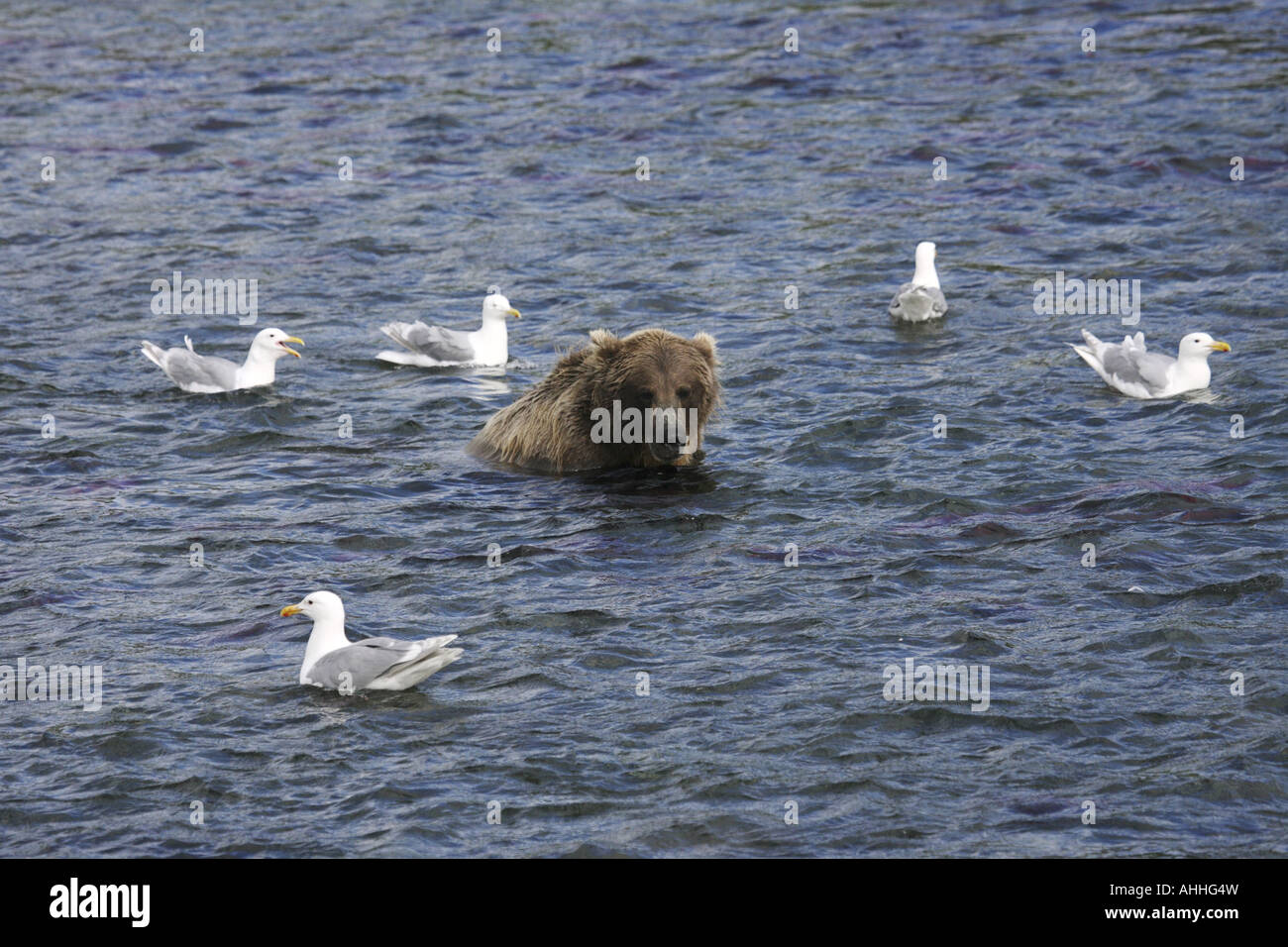 Grizzly Bär (Ursus Arctos Horribilis), Grizzly, Braunbär und Möwen schwimmen, USA, Alaska Stockfoto