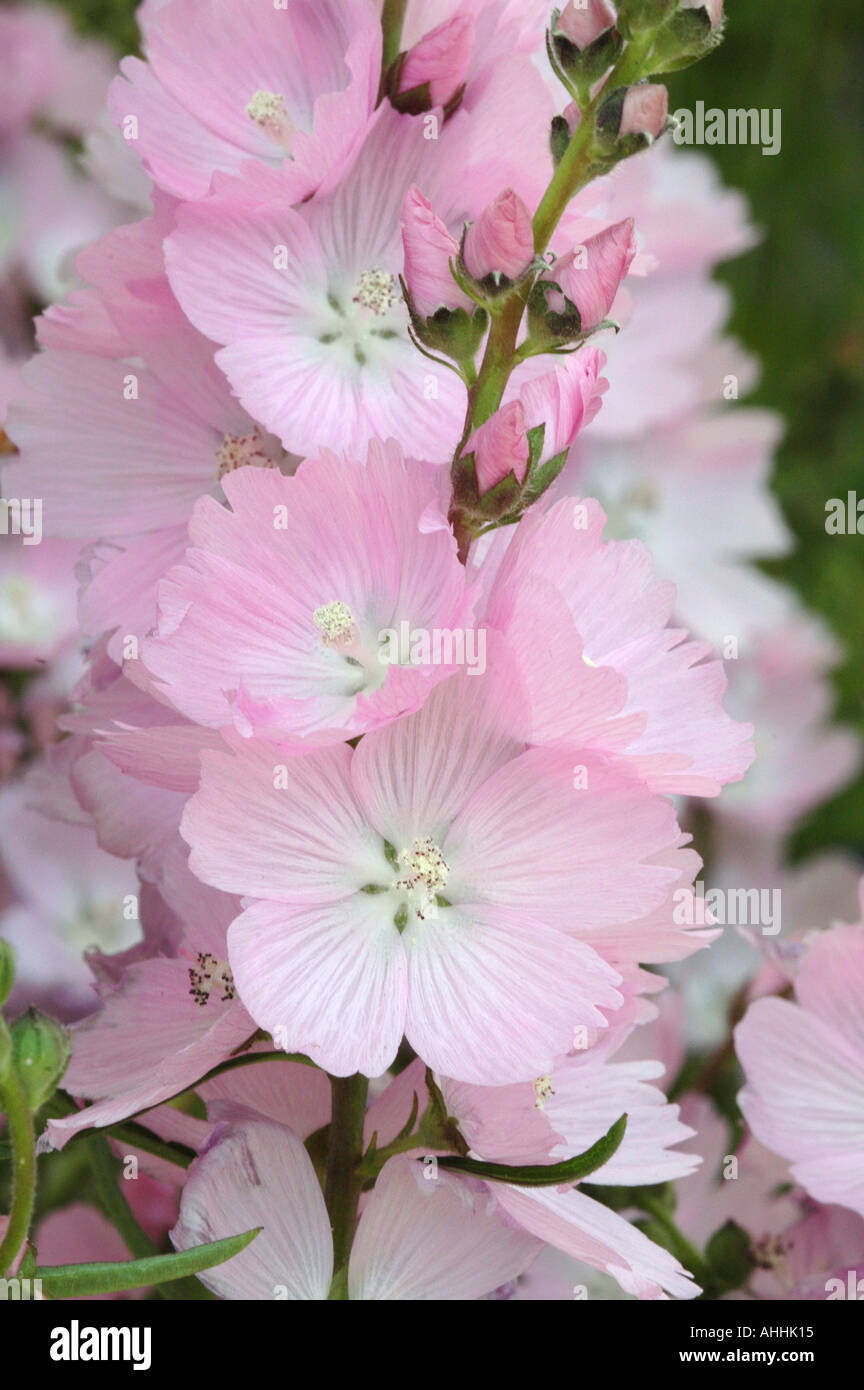 Sidalcea Elsie Heugh Pink blühenden Sommer blühende Staude Stockfoto