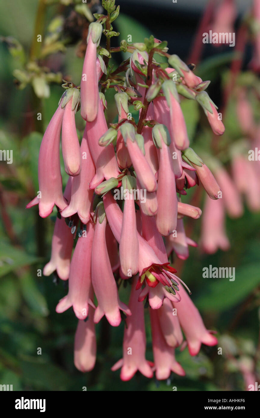 Phygelius Trewidden Pink Stockfoto