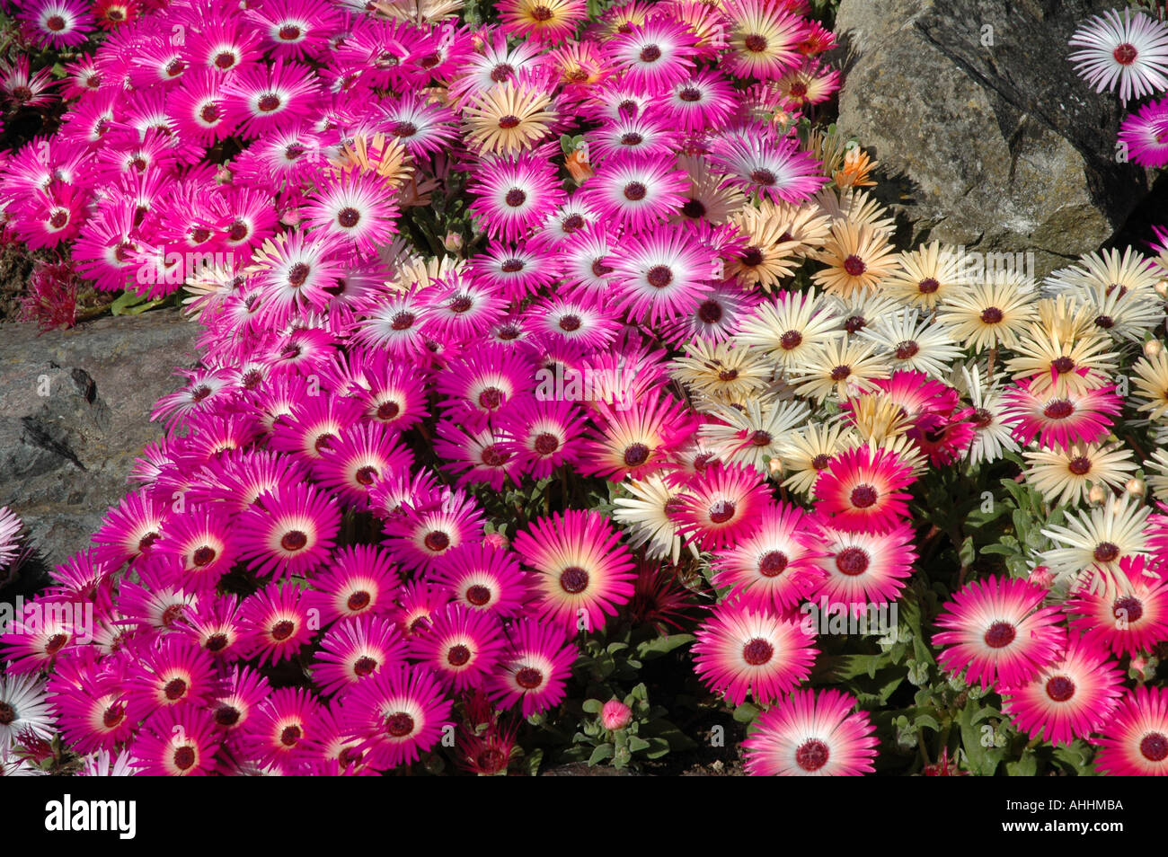 Dorothyanthus Bellidiformis Magic Carpet Mesembryanthemum Criniflorum Livingstone Daisy Stockfoto