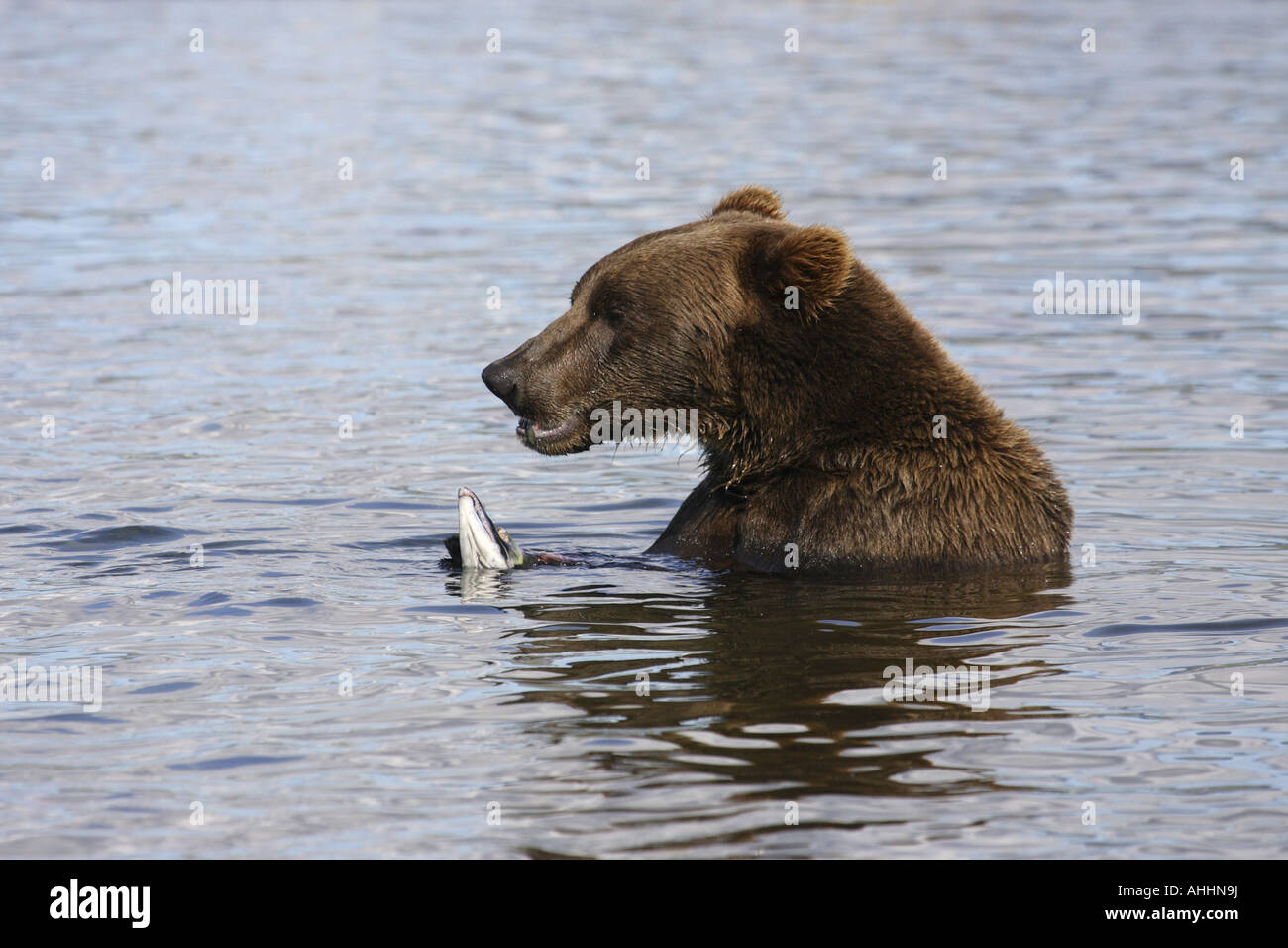 Braunbär, Grizzlybär (Ursus Arctos Horribilis), mit Sockeye, Oncorhynchus Nerka, USA, Alaska Stockfoto