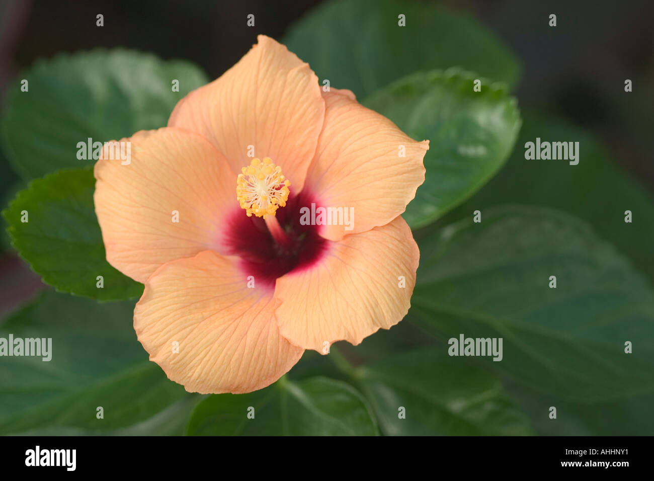 Hibiskus Stockfoto