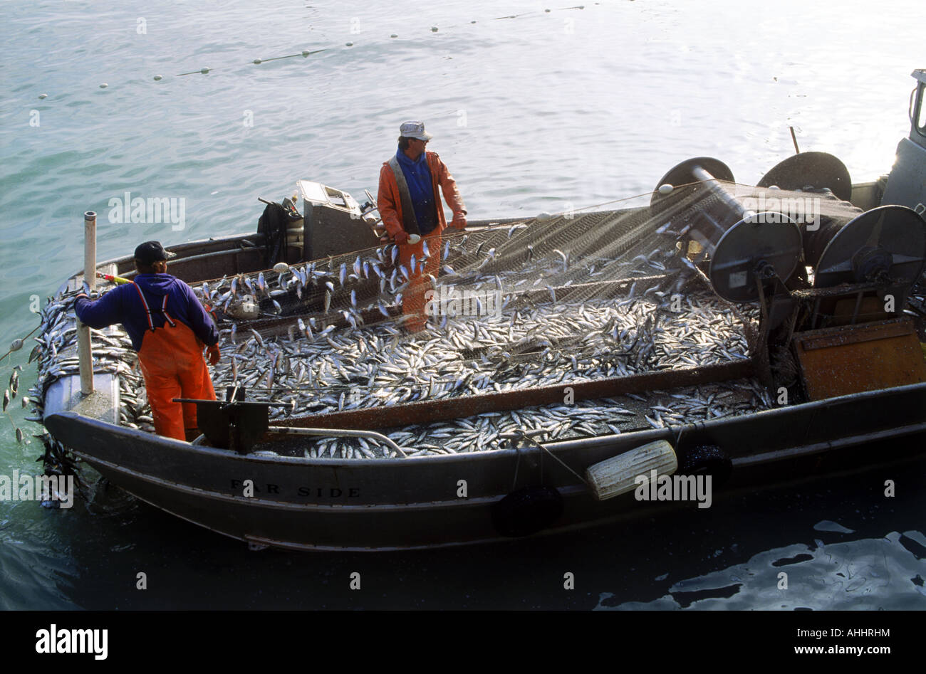 Fischer entladen Netze voll von Hering aus Sausalito, Kalifornien Stockfoto