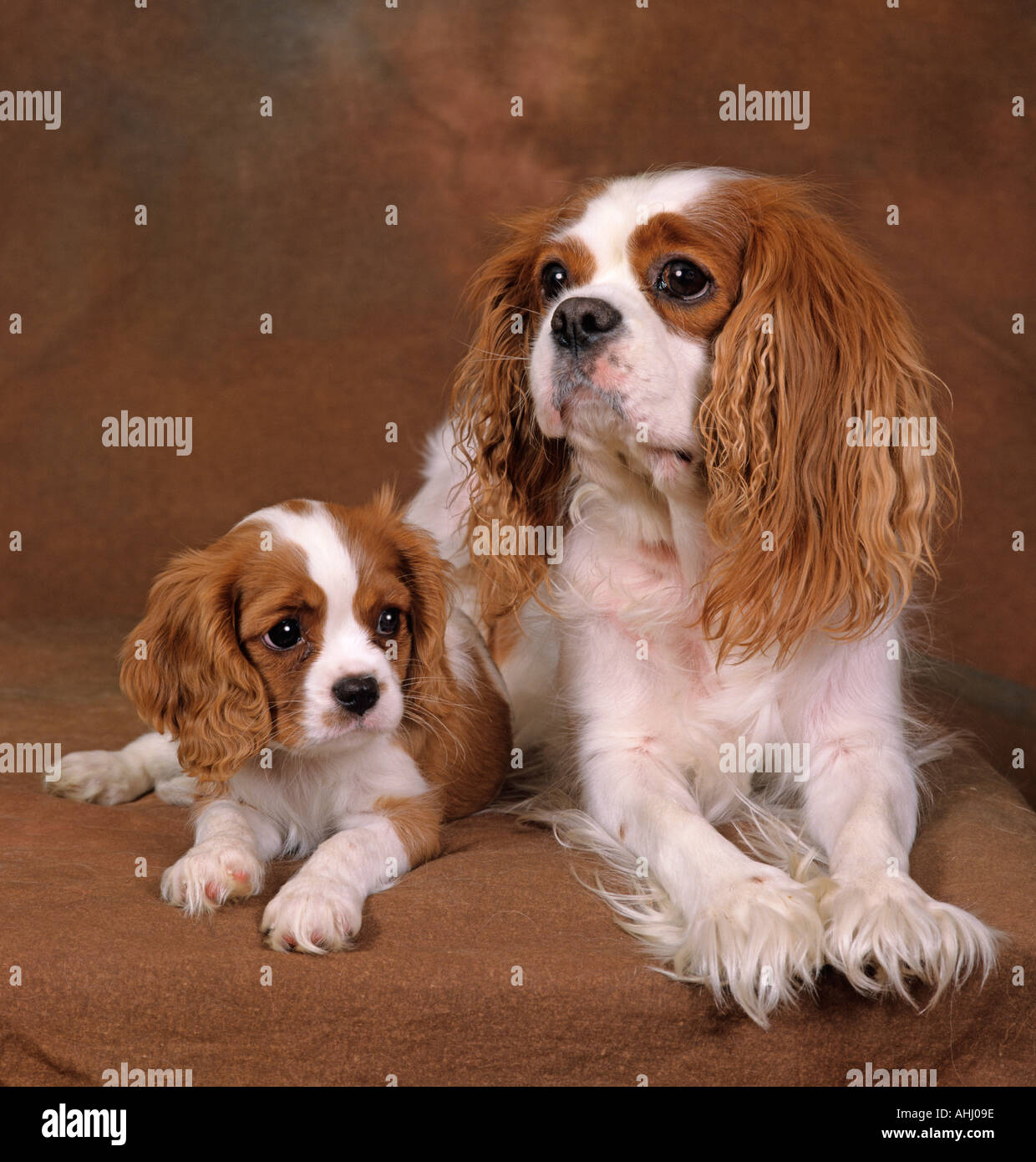 Cavalier King Charles Spaniel Blenheim (Chestnut und weiße) und der Welpe Stockfoto