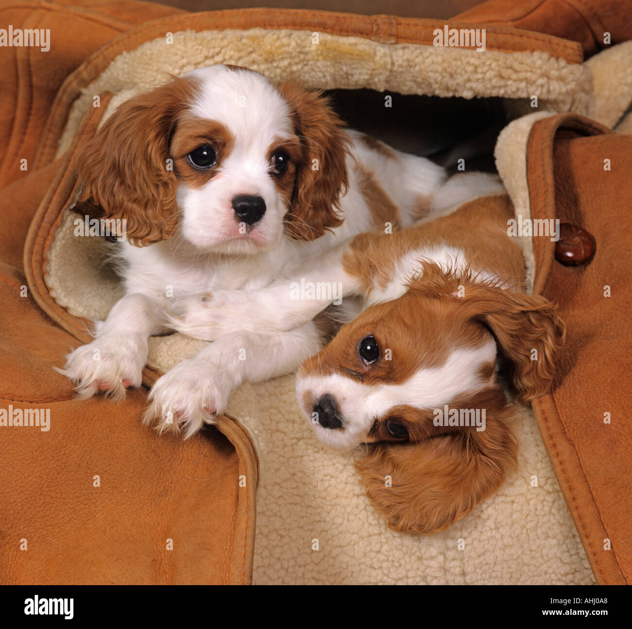 Cavalier King Charles Spaniel Blenheim (Chestnut und Weiß) und Welpen Stockfoto