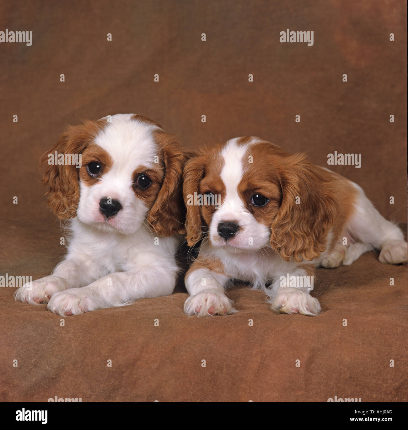 Cavalier King Charles Spaniel Blenheim (Chestnut und Weiß) und Welpen Stockfoto