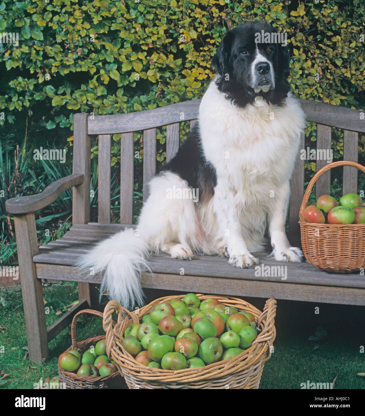 Landseer Neufundländer Stockfoto
