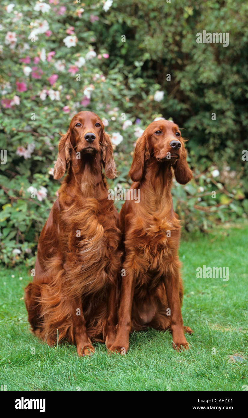 Zwei rote Setter Hunde Stockfoto