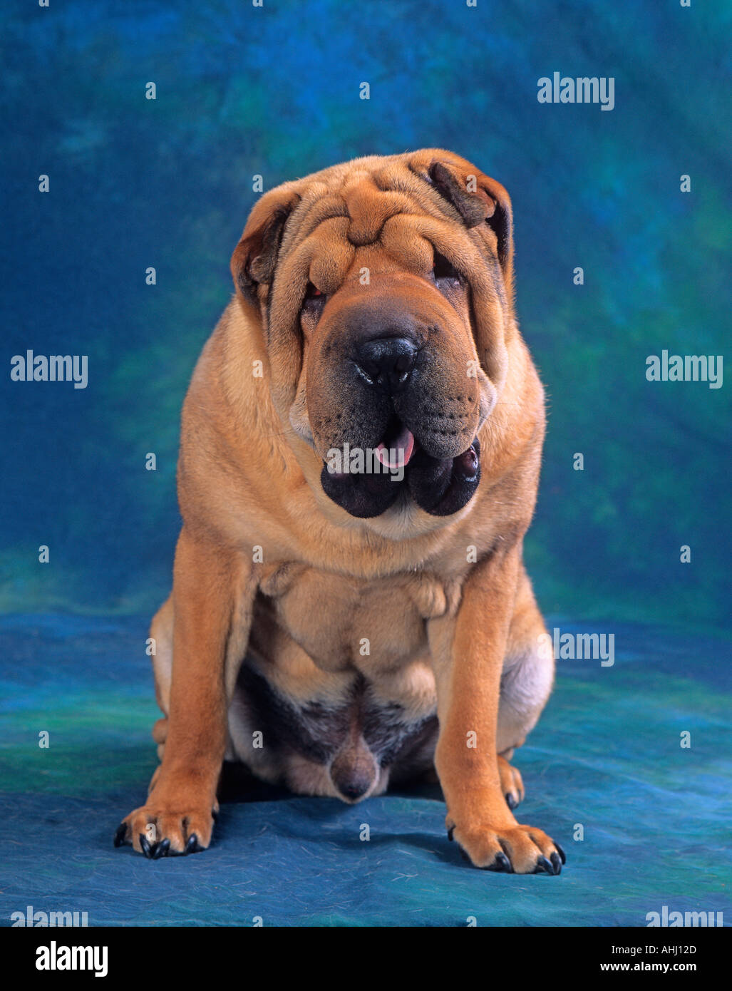 Das Shar Pei Hundeportrait Stockfoto