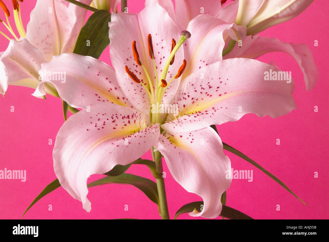 Nahaufnahme von Lilie Blume auf rosa Hintergrund Stockfoto