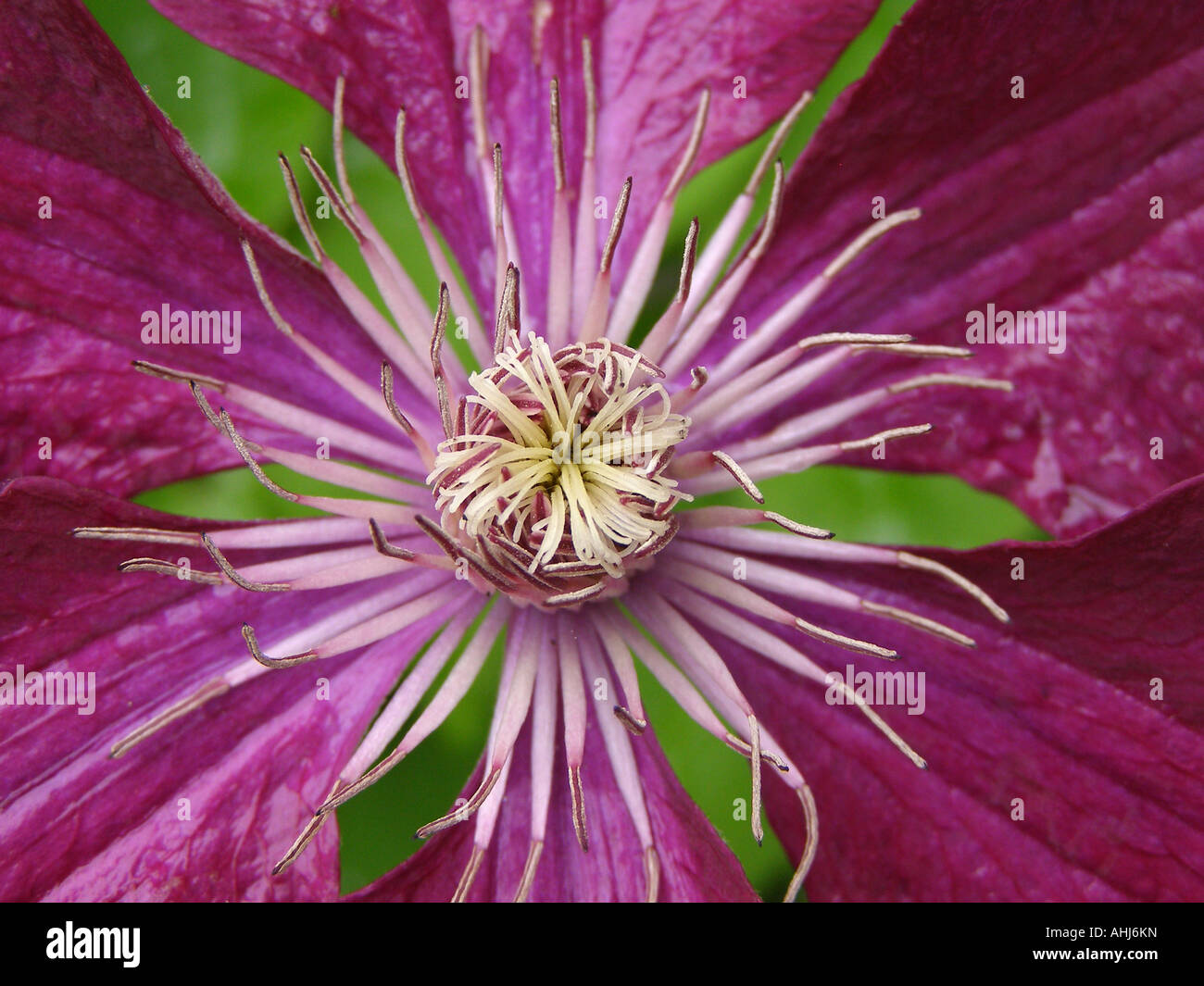 Radial von Zentrum von Purple clematis Blume mit silber Antheren & Staubgefäßen kontrastieren mit grünen Lücken gebildet Stockfoto