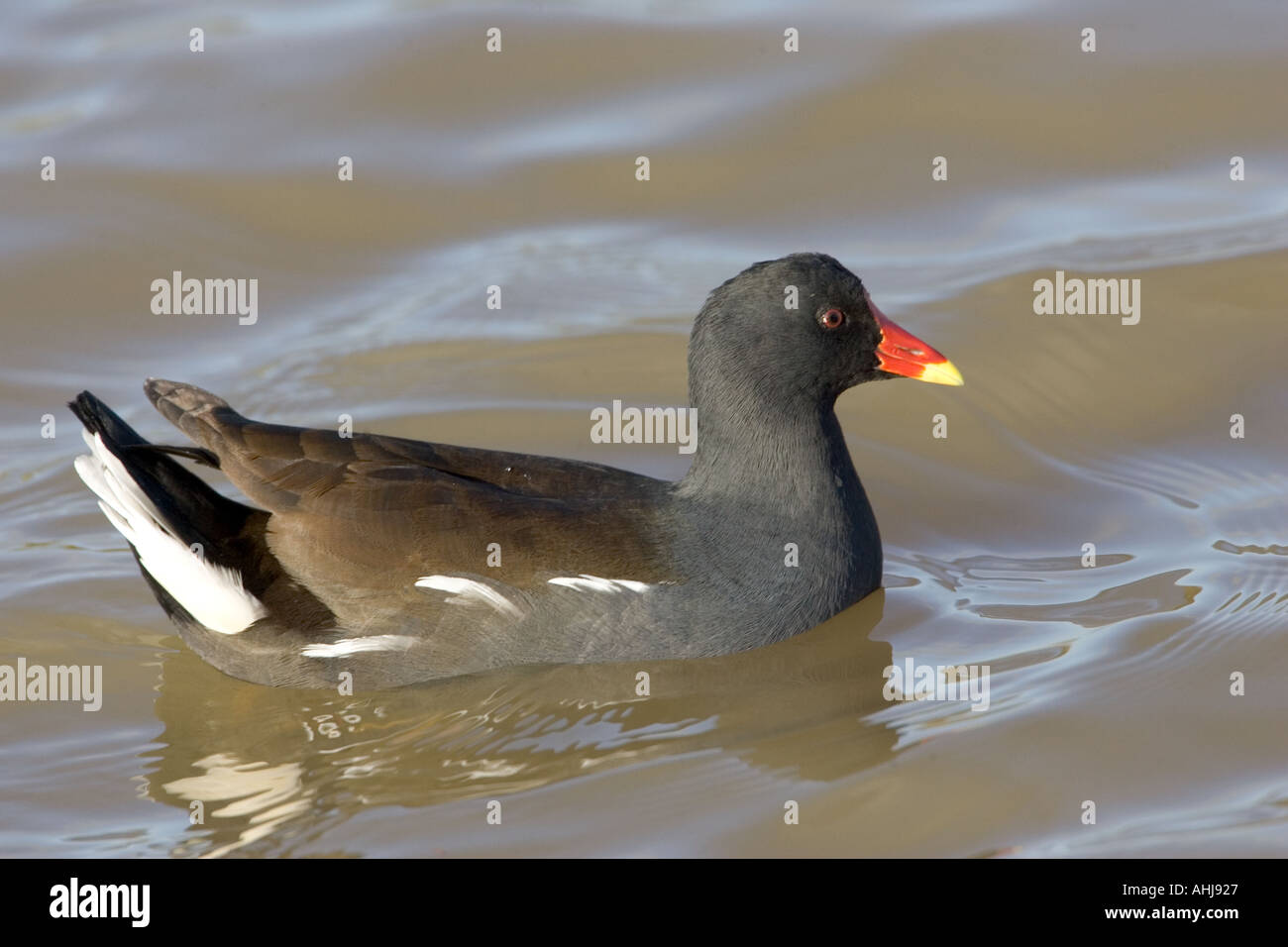 Sumpfhuhn Gallinula chloropus an cley Naturschutzgebiet Norfolk Stockfoto