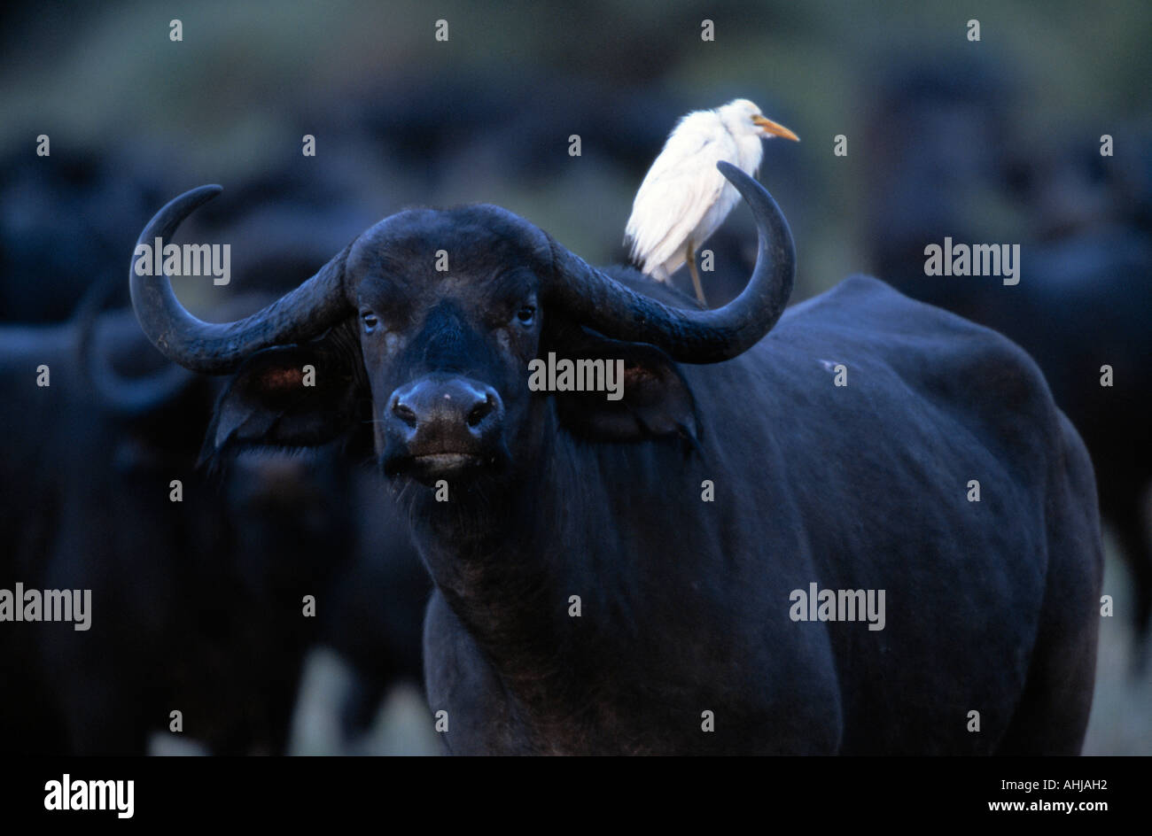 Afrikanischer Büffel und Silberreiher Stockfoto