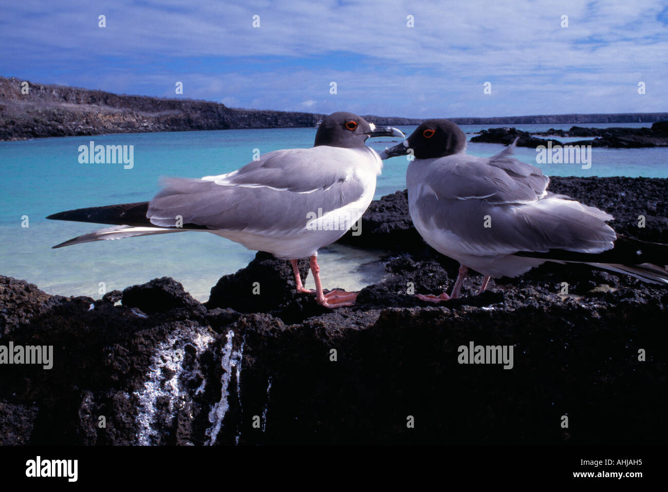 Schwalbe angebundene Möwen Darwin Bay Genovesa Island Stockfoto