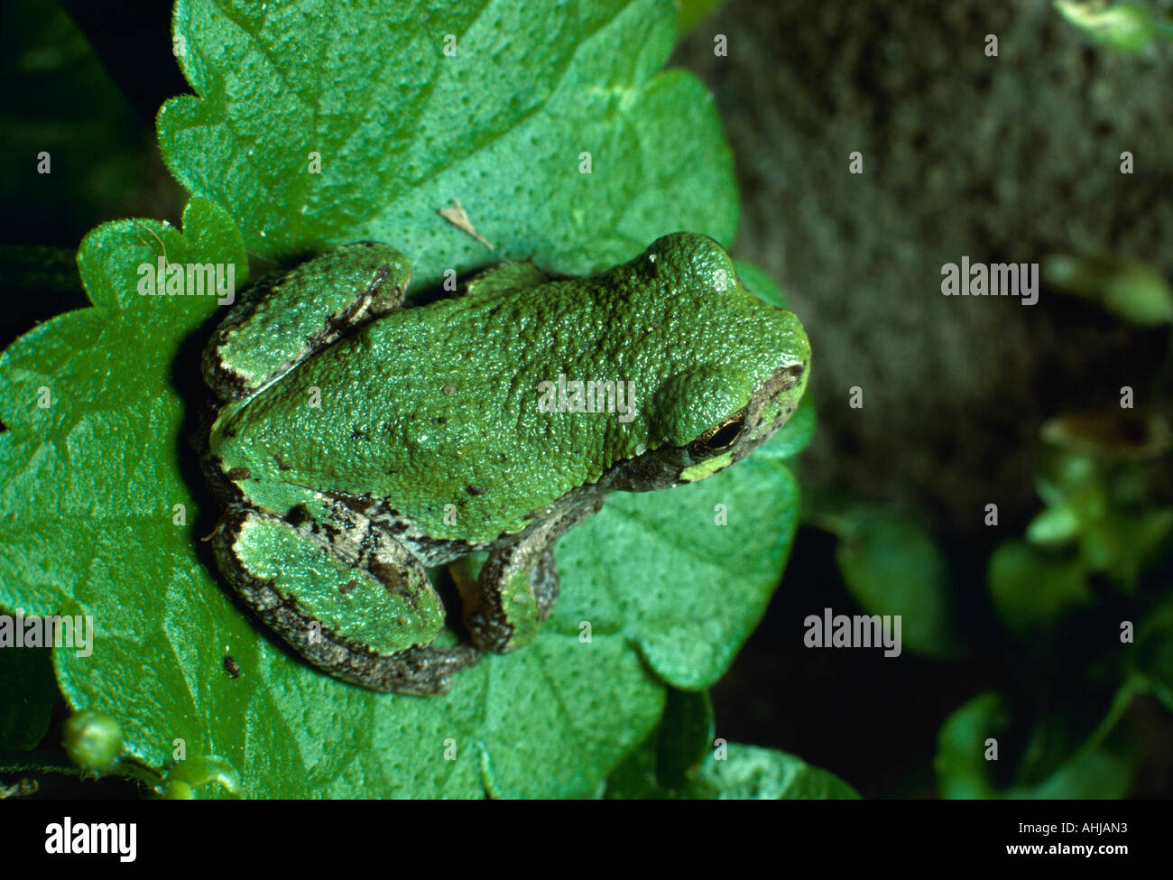 Grün gefärbt grau Laubfrosch Stockfoto