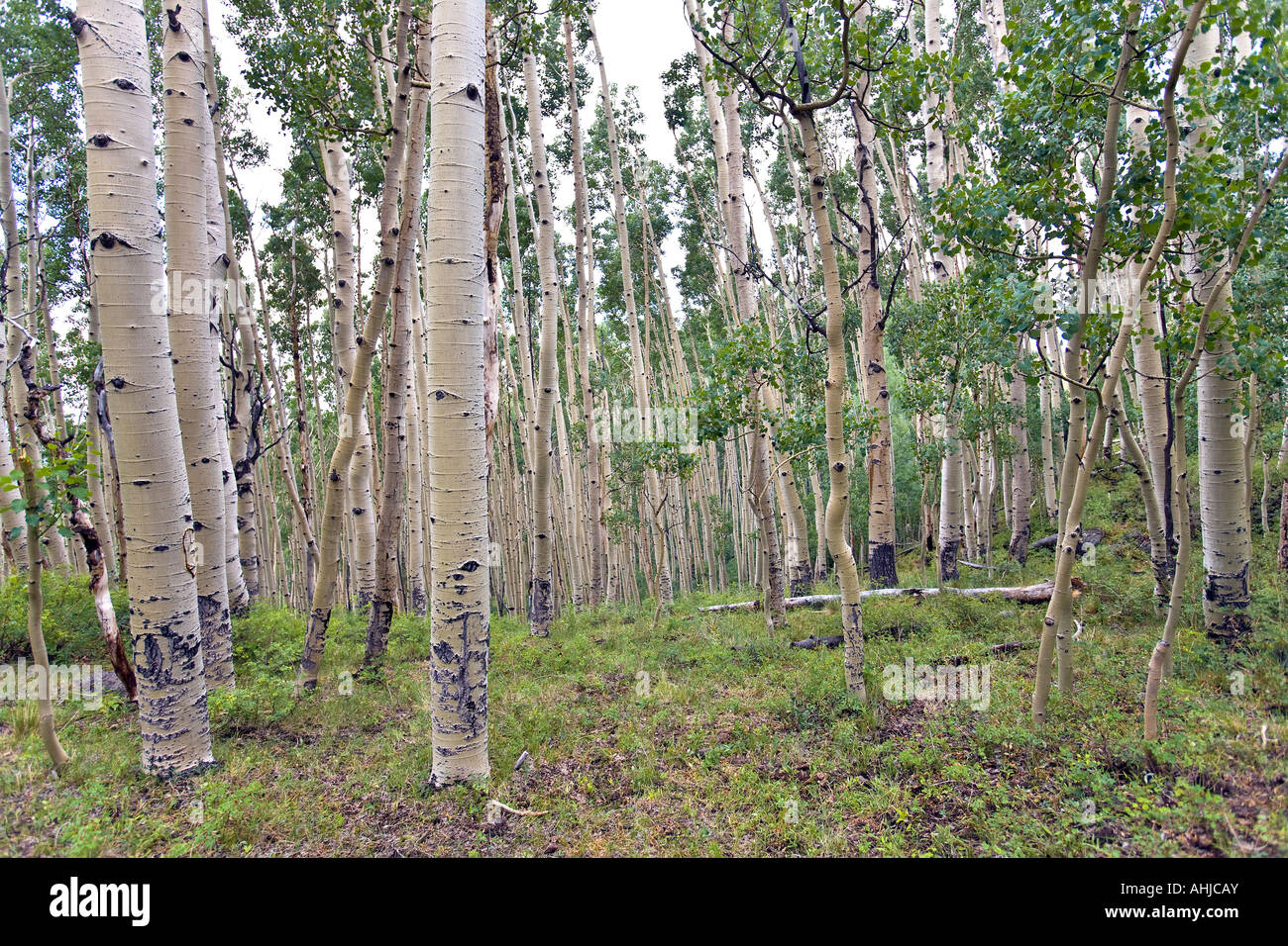 Aspen Grove Dixie National Forest Utah Stockfoto