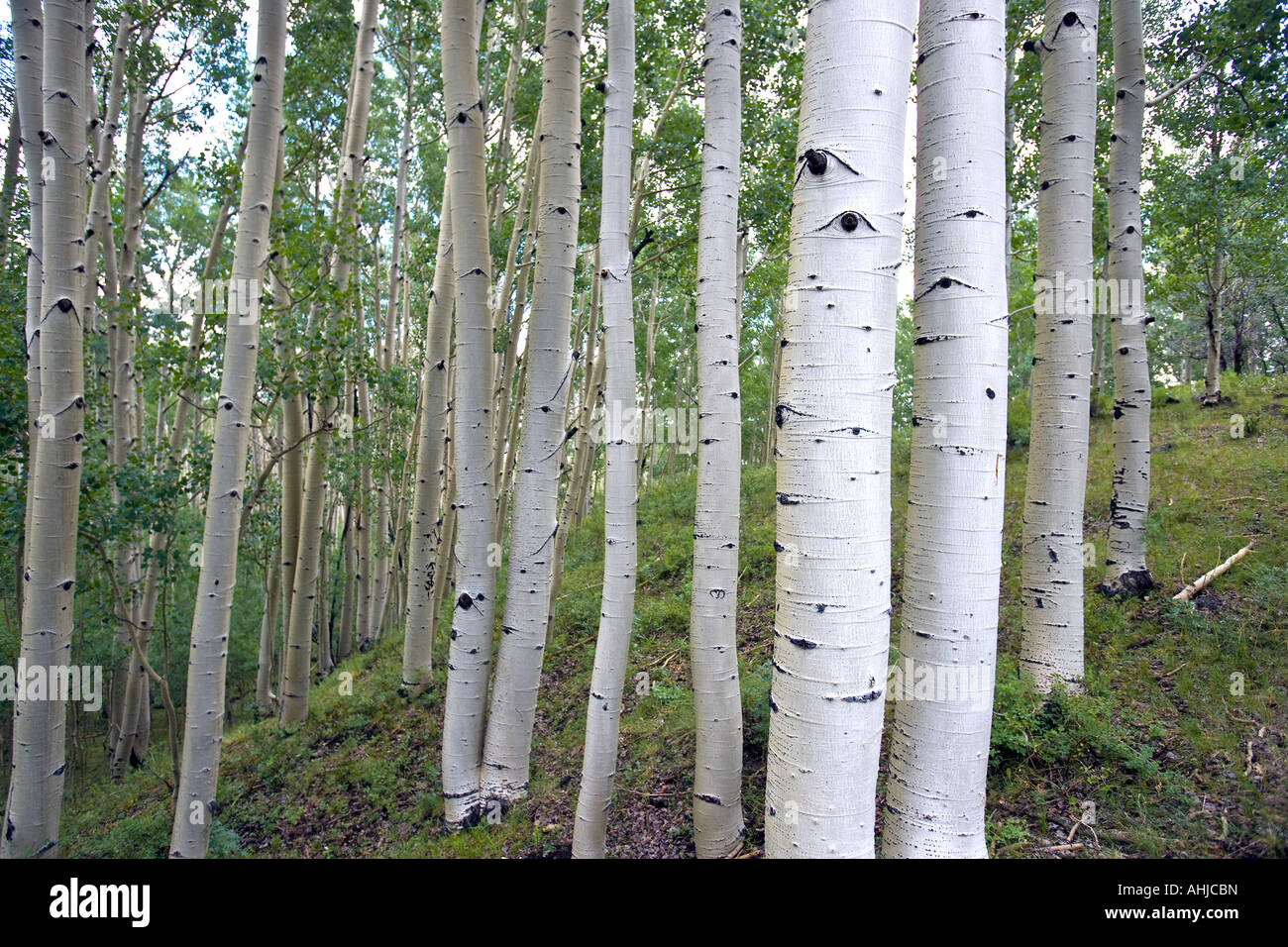 Aspen Grove Dixie National Forest Utah Stockfoto