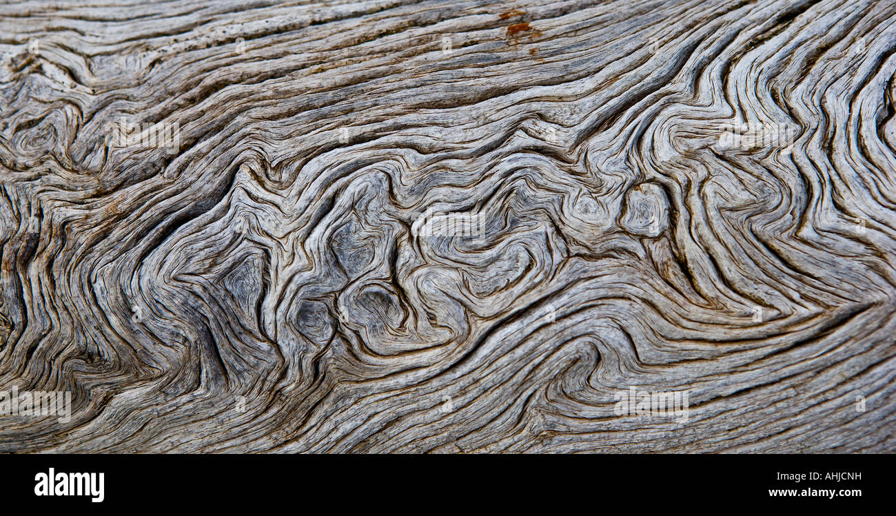Bizarre Wachstumsmuster in Holz Stockfoto