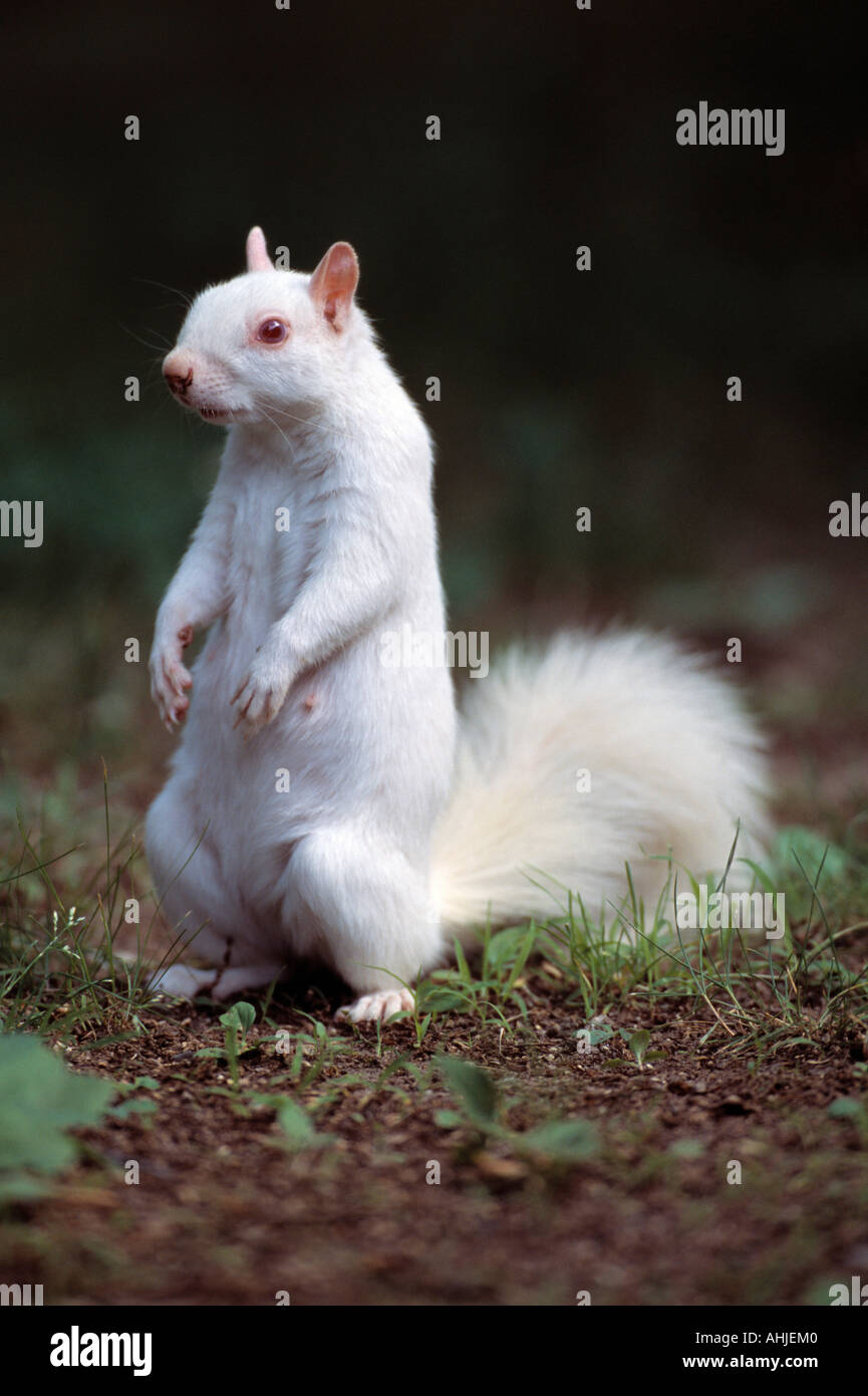 Albino graue Eichhörnchen Stockfoto