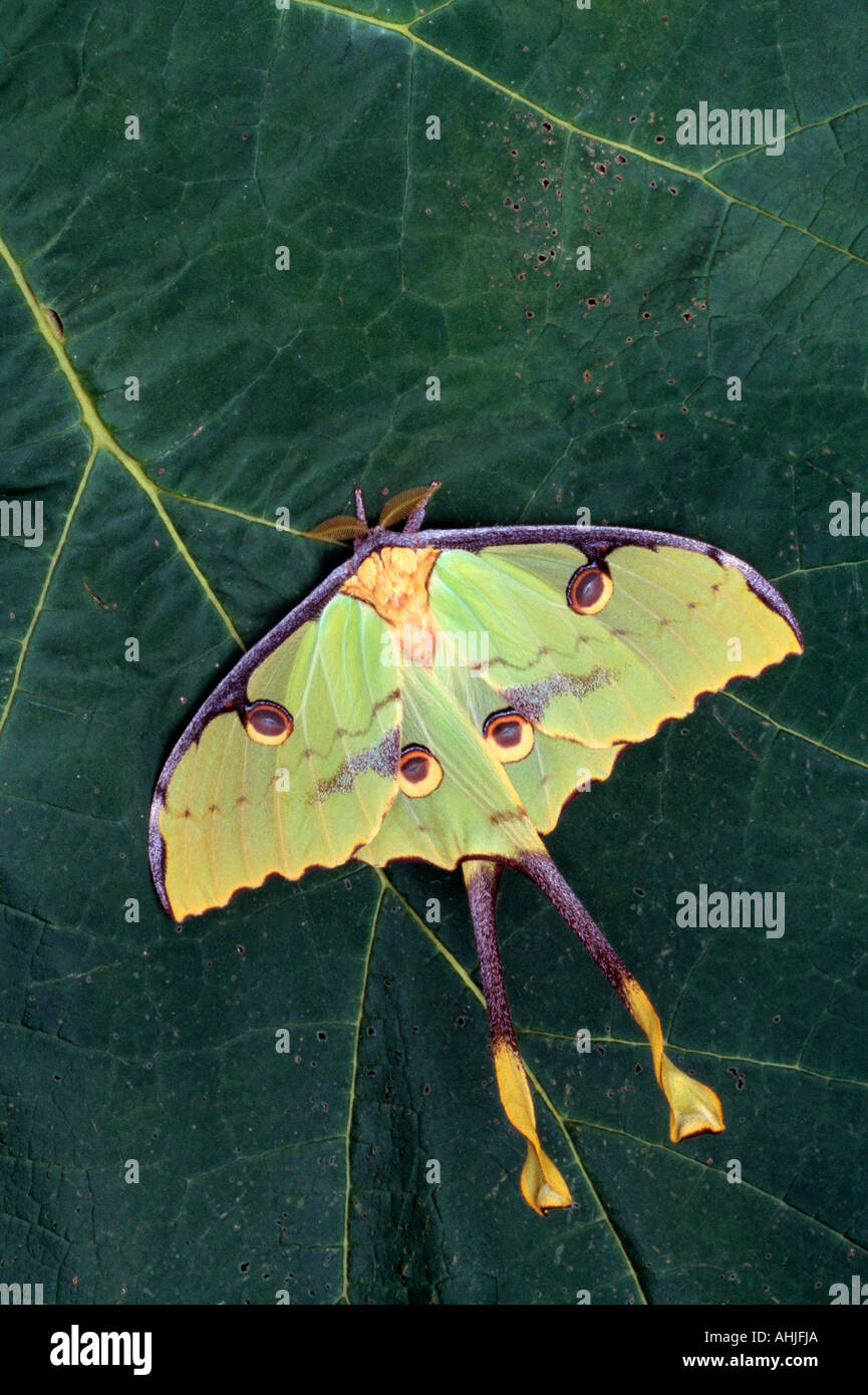 Nahaufnahme des einzigartigen Schmetterling Stockfoto