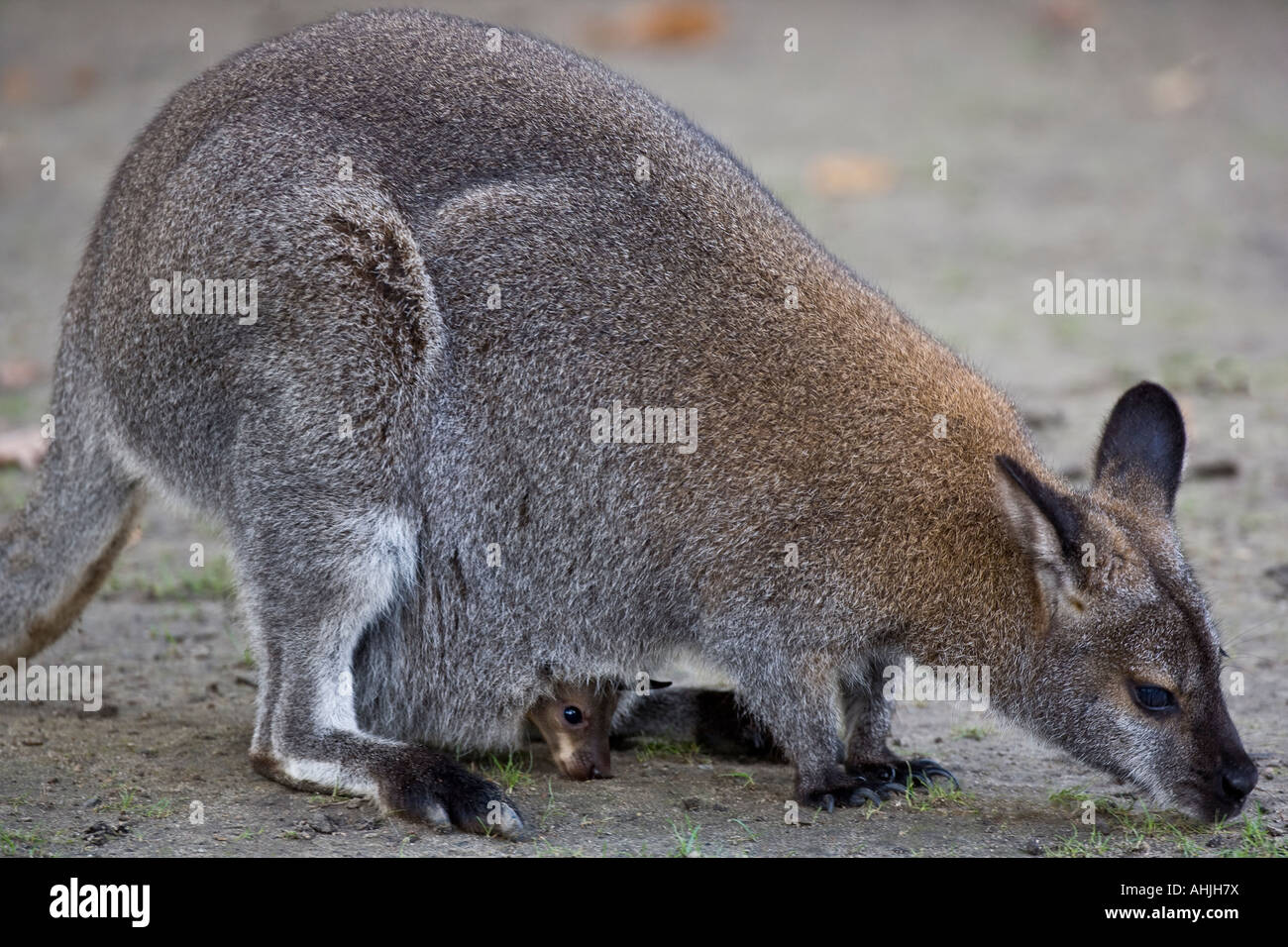 Die Red necked Wallaby Stockfoto