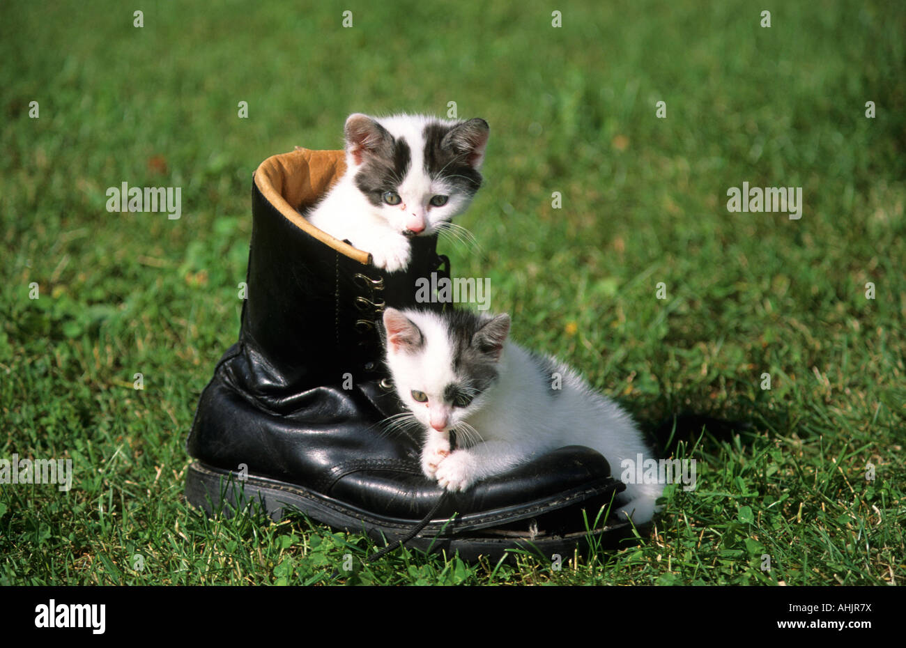 Zwei Junge Katzen Spielen Mit einer in Stiefel zwei junge Zwei Junge Katzen Spielen Mit einer in Stiefel zwei junge