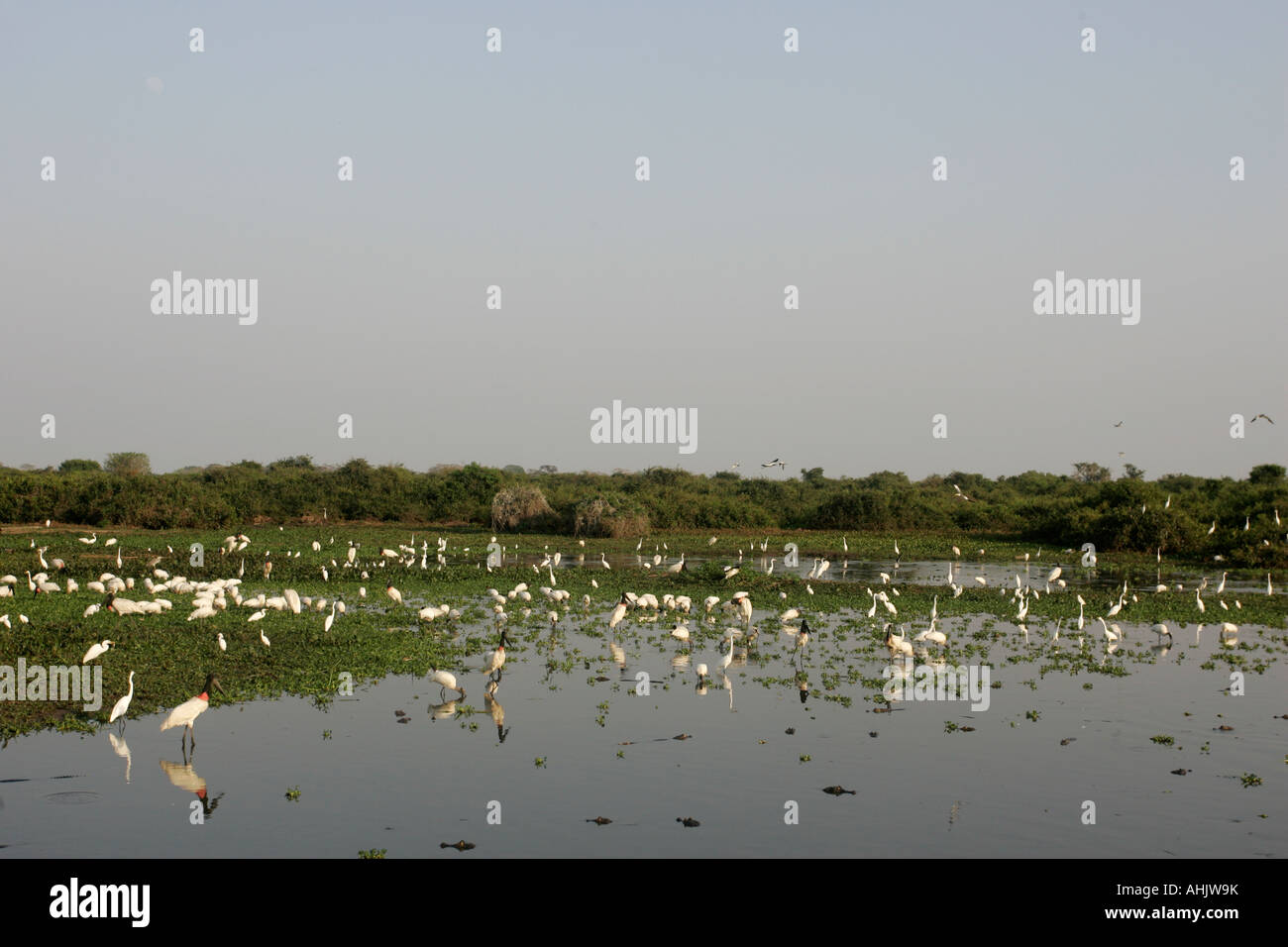 Amerikanische Holz Storch Mycteria Americana Brasilien, Pantanal am nördlichen Ende der Strecke TransPantanal. Mato Grosso do Sul, Stockfoto