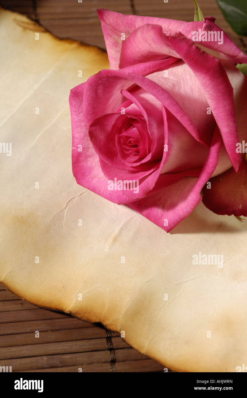 Rose auf alten Pergament Papier Liebesbrief Stockfoto