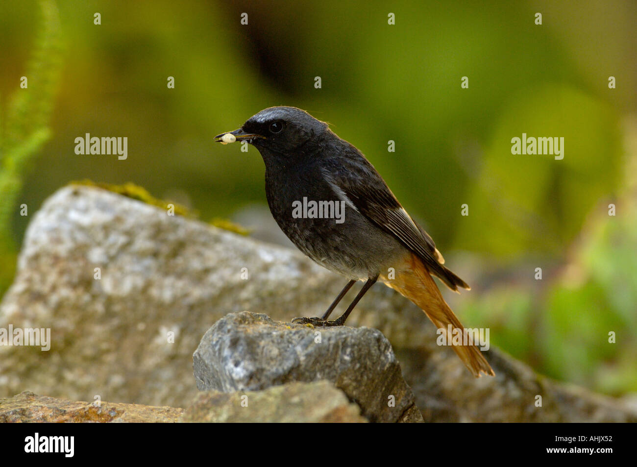 Black Redstart Phoenicurus Ochruros Männchen Stockfoto