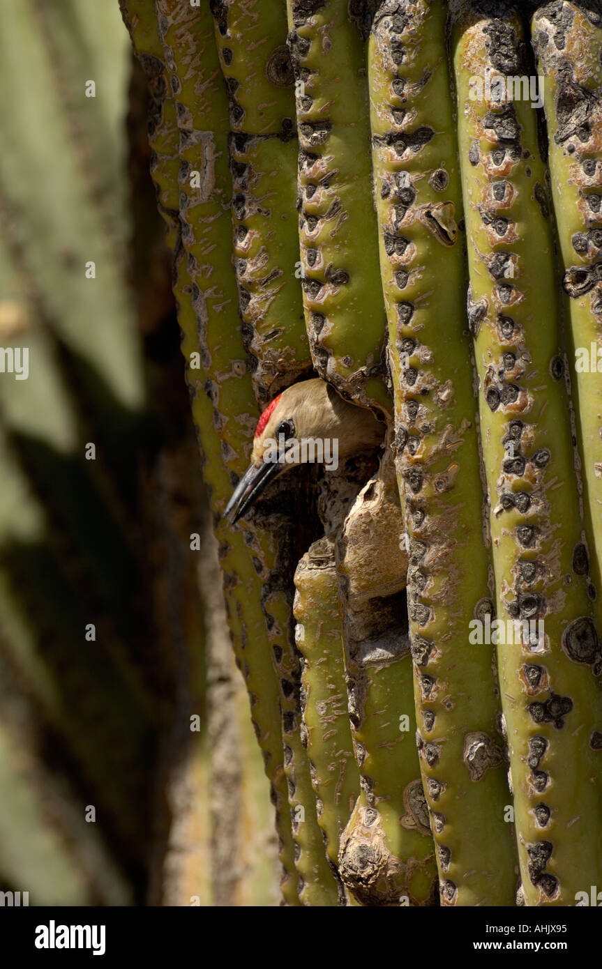 Gila Specht Melanerpes Uropygialis Erwachsenen am Nest Loch im Saguaro Kaktus in Arizona USA fotografiert Stockfoto