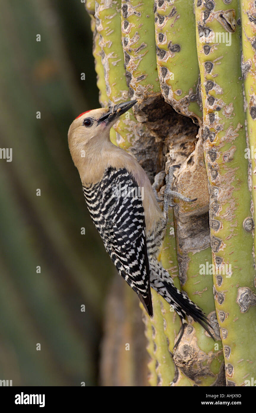 Gila Specht Melanerpes Uropygialis Erwachsenen am Nest Loch im Saguaro Kaktus in Arizona USA fotografiert Stockfoto