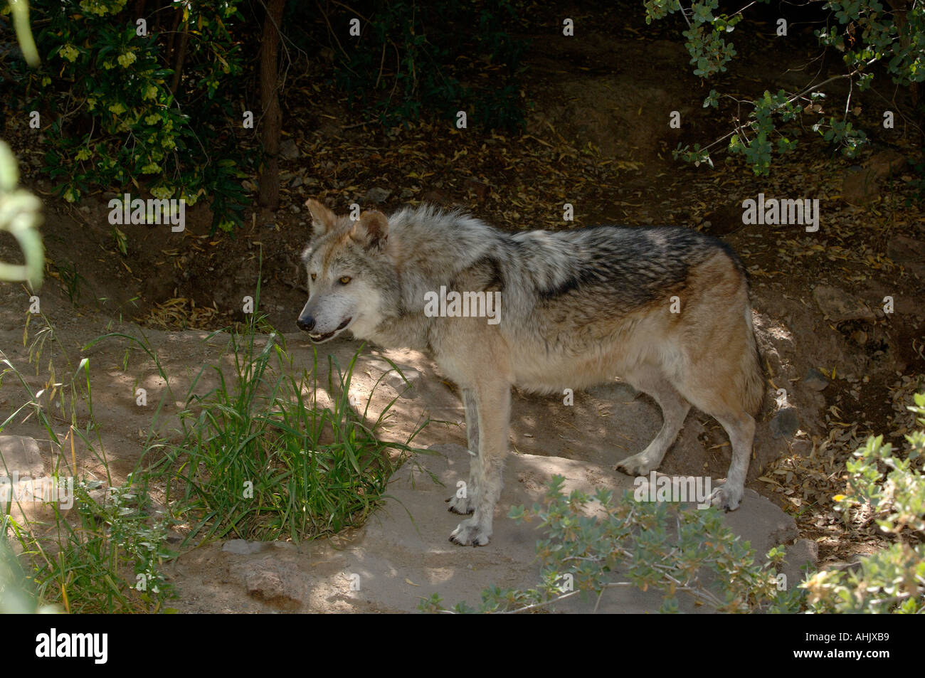 Hunde Stockfotos und bilder Kaufen Alamy