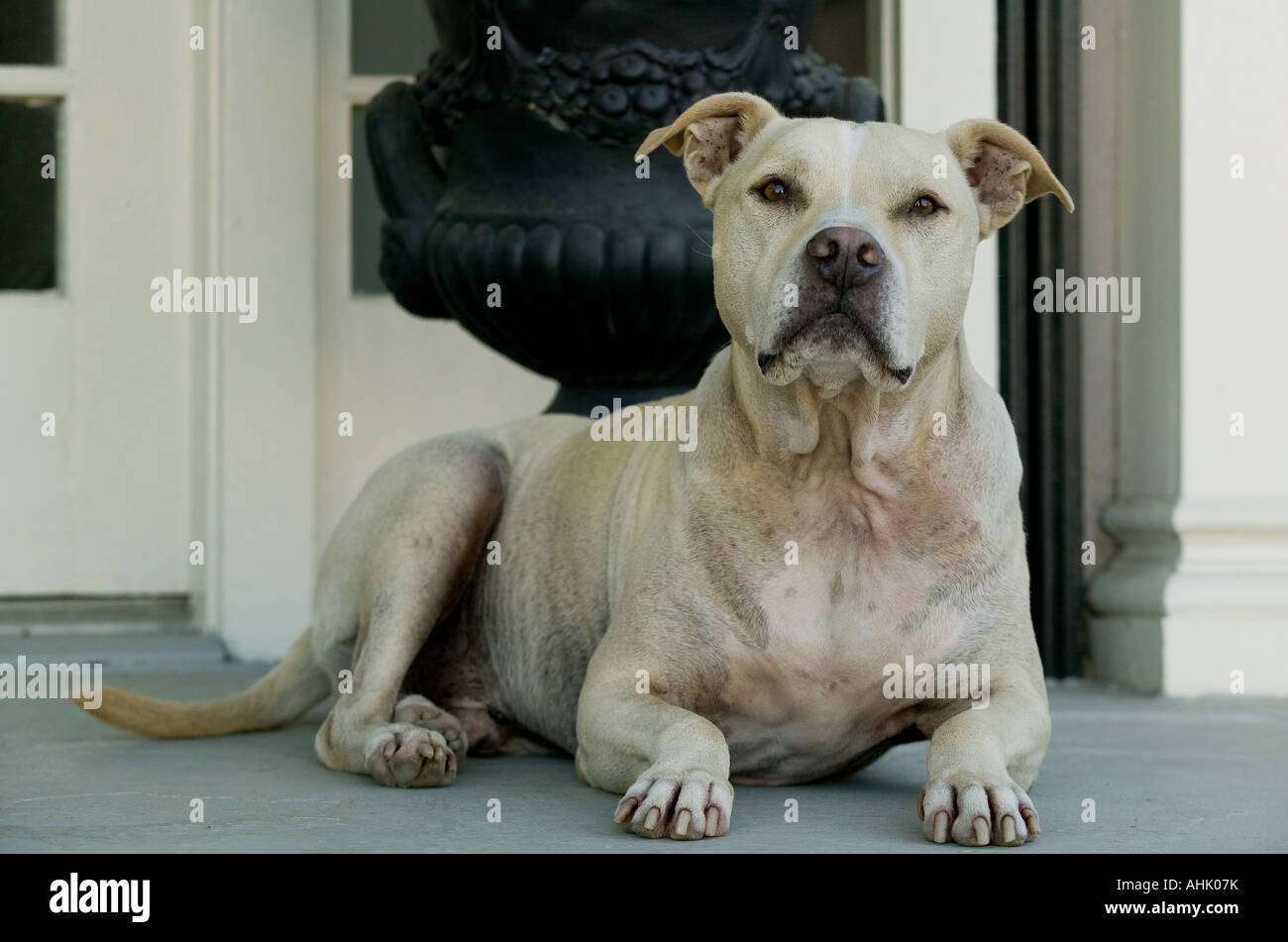 Pit Bull Terrier Hund Stockfoto