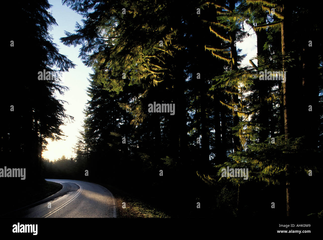 USA Washington Olympic National Park Parkstraße Quinault Rainforest entlang Lake Quinault auf der Durchreise Stockfoto