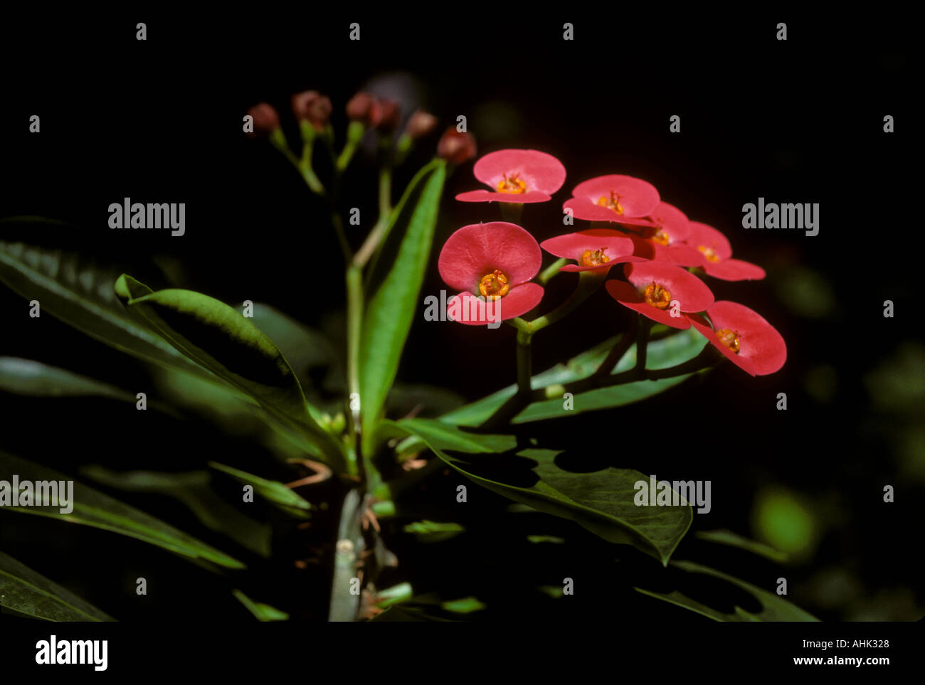Krone von Dornen Pflanzen- und Blumen Euphorbiaceae Wolfsmilch Familie ursprünglich aus Madagaskar in Hawaii fotografiert Stockfoto