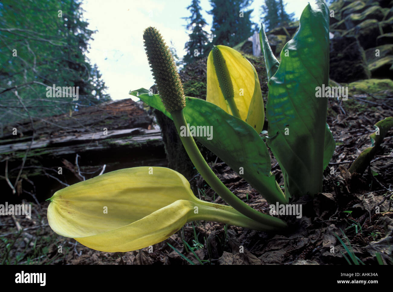 Stinktier Kohl Pflanze und Blume Lysichiton Americanum Mount Rainier Nationalpark Washington USA Stockfoto
