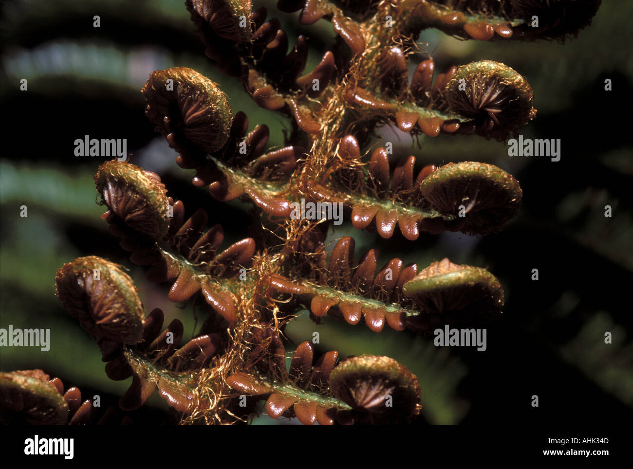 AMA-u, die Farn mit aufgerollt Blätter Sadleria Blechnum Cyatheoides Hawaii Volcanoes Nationalpark Big island Hawaii Stockfoto