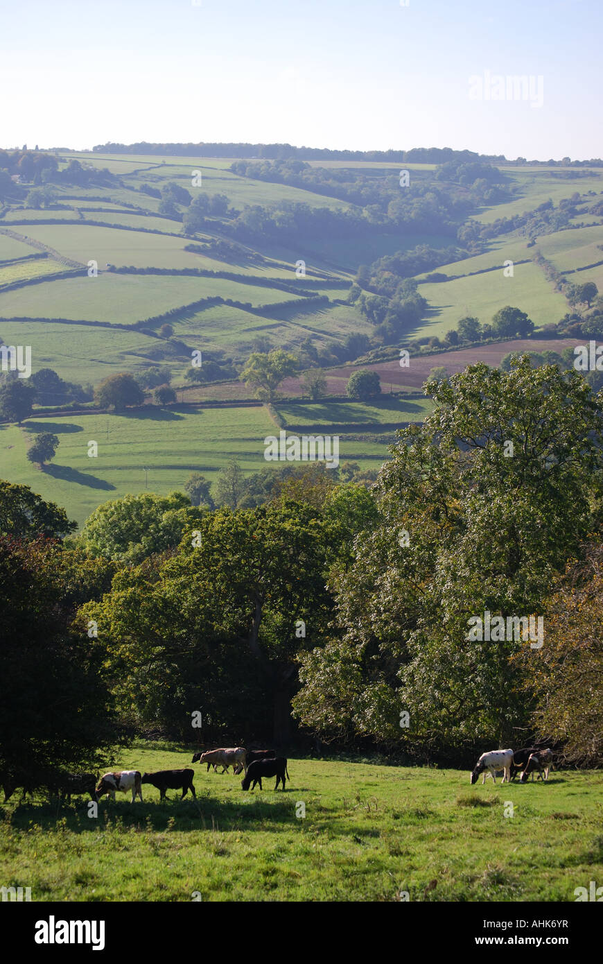 Sanften Hügellandschaft in der Nähe von Bath, Somerset, England, Vereinigtes Königreich Stockfoto