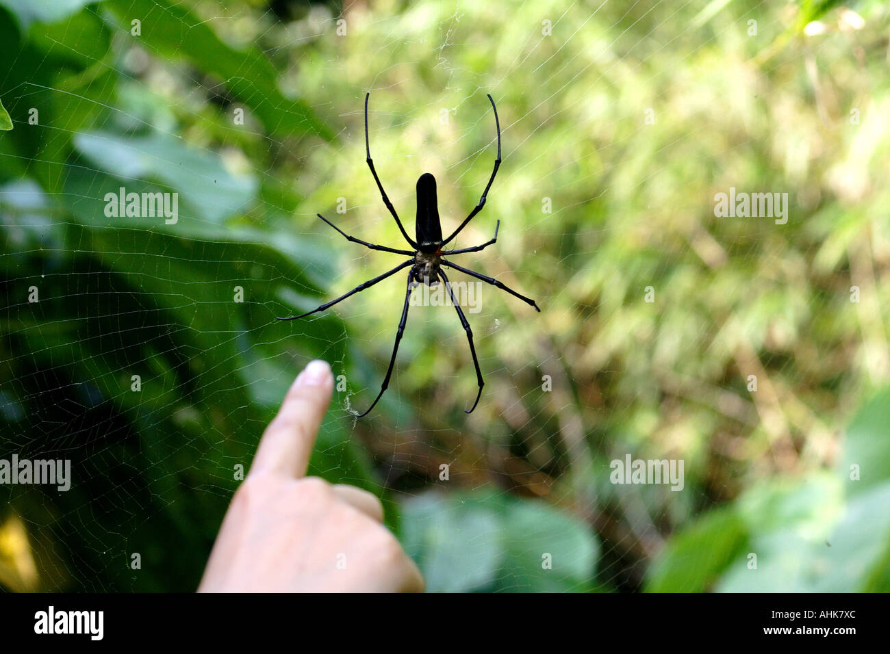 Fingerzeig auf einen Wald Spider Web, Hong Kong Stockfoto