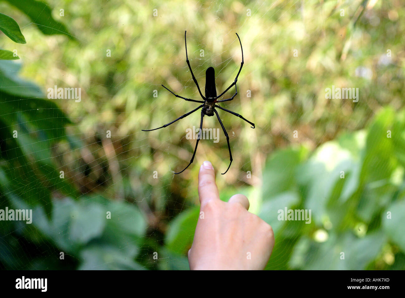 Menschliche Finger zeigt auf einen Wald Spider Web außerhalb Hong Kong Stockfoto