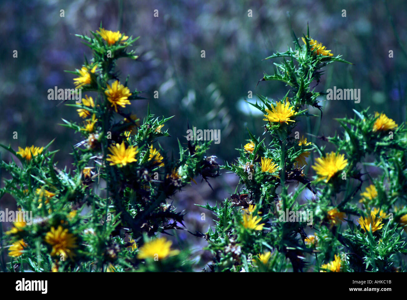 Gelbe Blumen Griechenland Stockfoto