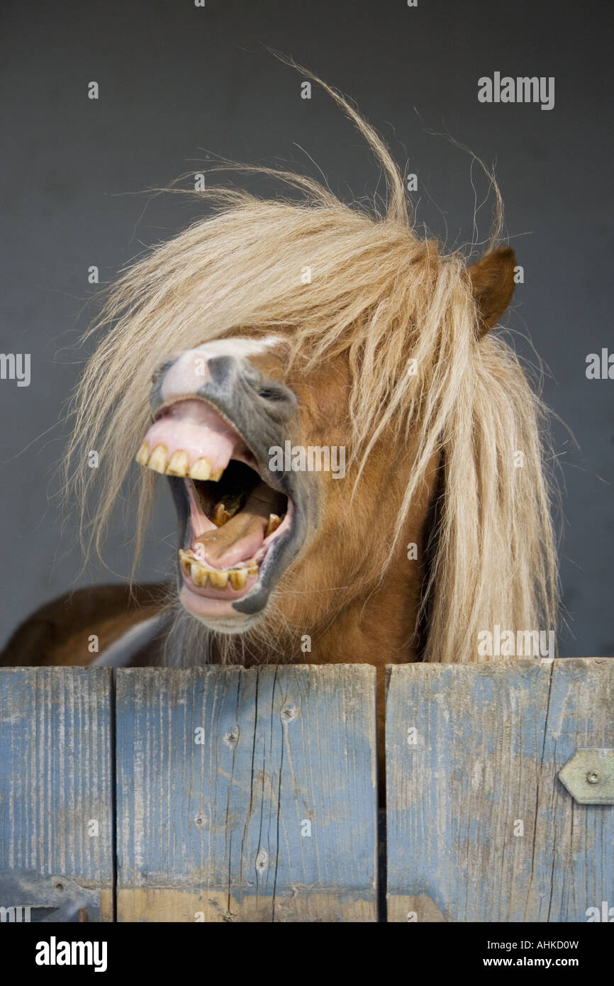 Shetland Pony. Portrait von Erwachsenen, scheint zu lachen. Stockfoto