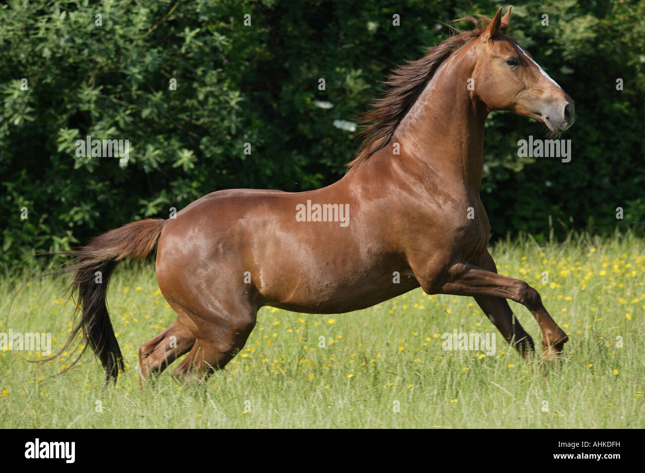 Trotter - läuft auf Wiese Stockfoto