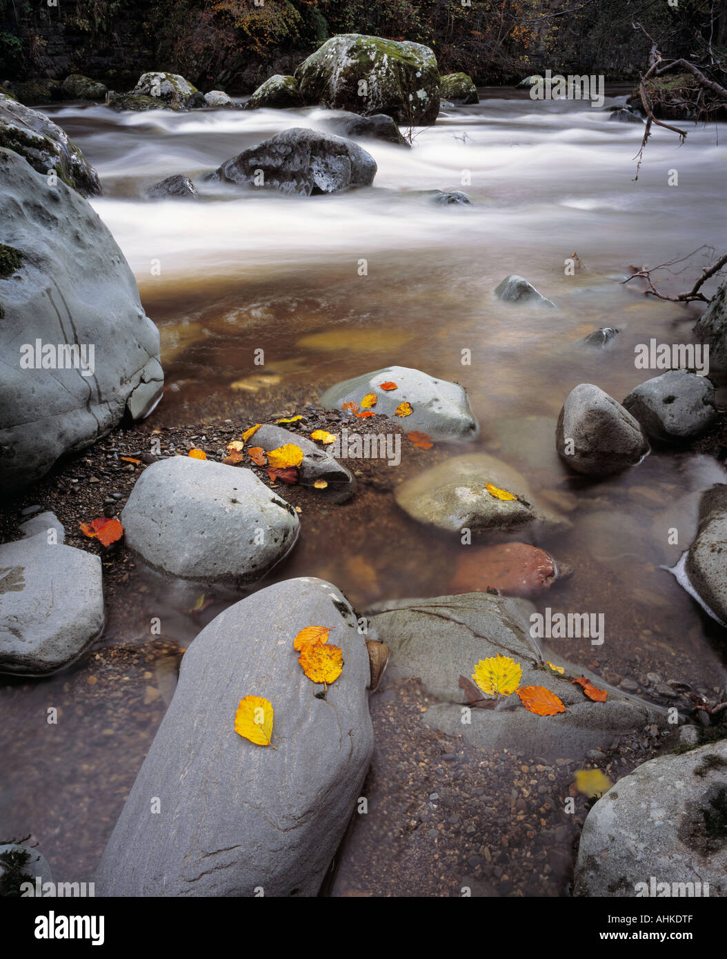 Wunderschön bunten Herbstlaub Kontast stark gegen die Schiefer graue Felsen wo haben sie von einem Fluss gefallen. Stockfoto