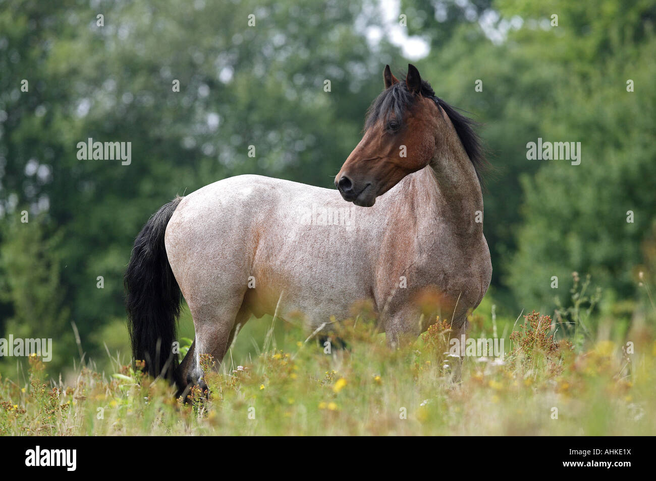 Welsh Pony (Cob-Typ) - Stand auf der Wiese Stockfoto