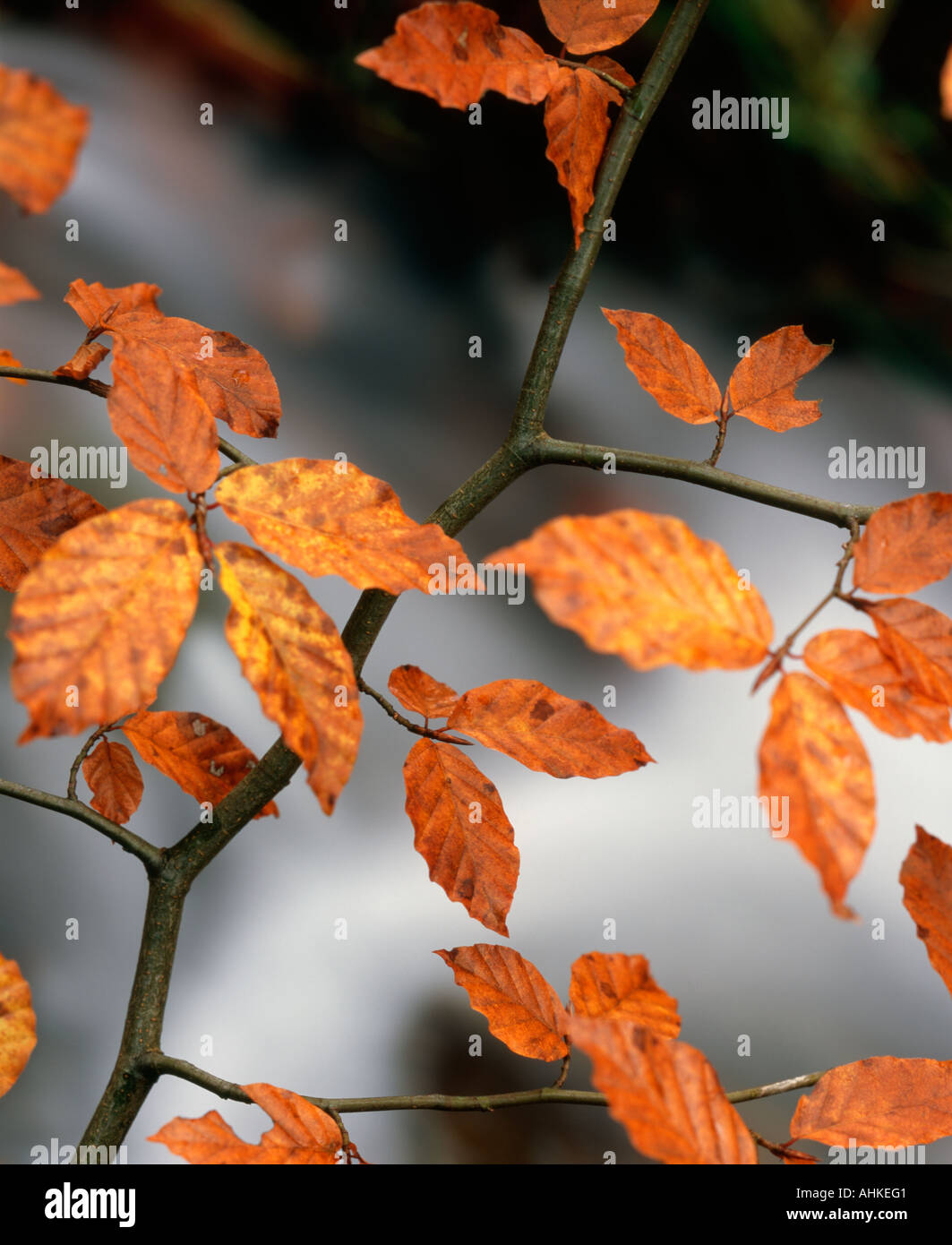 Ein Buche Baum Bäumchen in herrlichen Herbstfarben schafft eine krasse Form und Kontrast gegen eine Out of Focus Strom fließt die Stockfoto