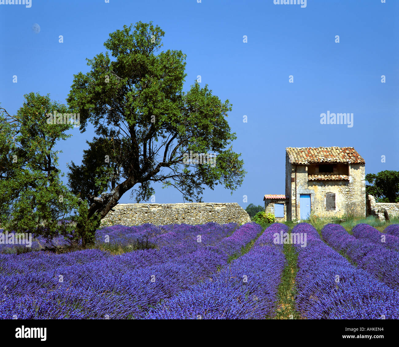 FR - ALPES-DE-HAUTE-PROVENCE: Lavendelfeld auf Plateau de Valensole in der Nähe von Puimoisson Stockfoto