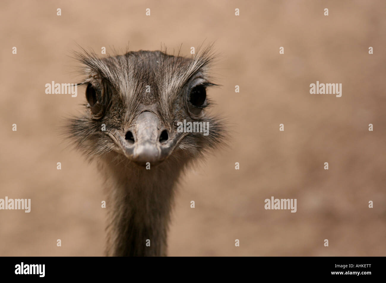 Strauß, starrte nach vorne, Lille Zoo, Frankreich Stockfoto